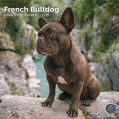 Calendario 2024 de Bulldog Francés, calendario de pared cuadrado, 16 meses Baker and Bray